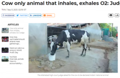印度法官“神裁决”：牛吸入呼出的都是氧气，应定为“国家动物”